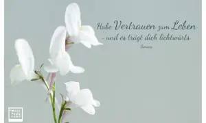 Zarte weiße Blüten und der Spruch "Habe Vertrauen zum Leben - und es trägt dich lichtwärts." von Seneca. Ein Bild, das Hoffnung und Zuversicht ausstrahlt.