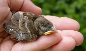 Ein kleines Vogelküken ruht in einer Hand. Möglicherweise ein Symbol für das Helfersyndrom, dessen Ursachen oft in der Kindheit liegen, wo man lernt, sich um Schwächere zu kümmern.