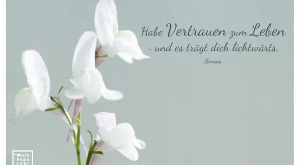 Zarte weiße Blüten und der Spruch "Habe Vertrauen zum Leben - und es trägt dich lichtwärts." von Seneca. Ein Bild, das Hoffnung und Zuversicht ausstrahlt.
