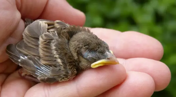 Ein kleines Vogelküken ruht in einer Hand. Möglicherweise ein Symbol für das Helfersyndrom, dessen Ursachen oft in der Kindheit liegen, wo man lernt, sich um Schwächere zu kümmern.