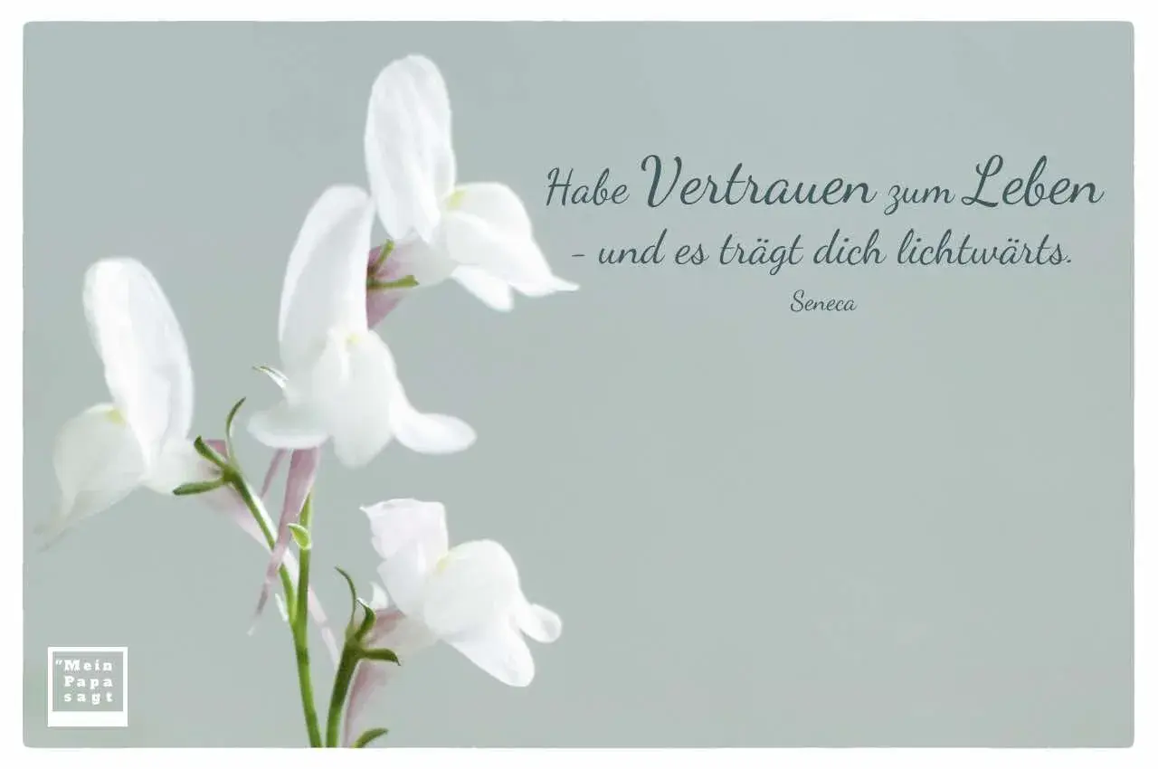 Zarte weiße Blüten und der Spruch "Habe Vertrauen zum Leben - und es trägt dich lichtwärts." von Seneca. Ein Bild, das Hoffnung und Zuversicht ausstrahlt.