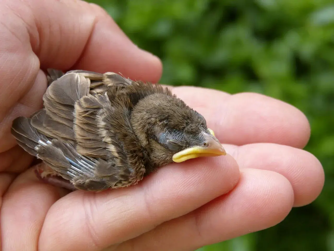 Ein kleines Vogelküken ruht in einer Hand. Möglicherweise ein Symbol für das Helfersyndrom, dessen Ursachen oft in der Kindheit liegen, wo man lernt, sich um Schwächere zu kümmern.
