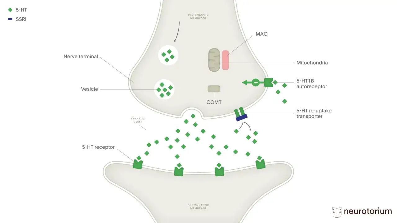 Schema zeigt, wie funktionieren antidepressiva: SSRI blockieren 5-HT-Transporter, erhöhen 5-HT im synaptischen Spalt.