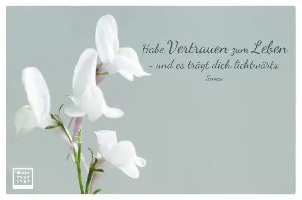 Zarte weiße Blüten und der Spruch "Habe Vertrauen zum Leben - und es trägt dich lichtwärts." von Seneca. Ein Bild, das Hoffnung und Zuversicht ausstrahlt.